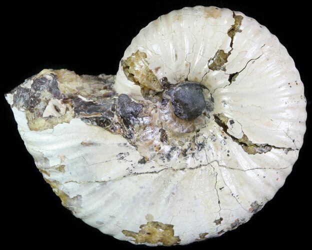 Rhaeboceras Ammonite - Montana #62611